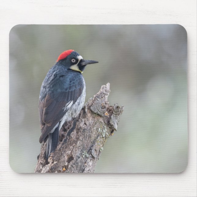 Tapis de souris de pivert de gland (Devant)