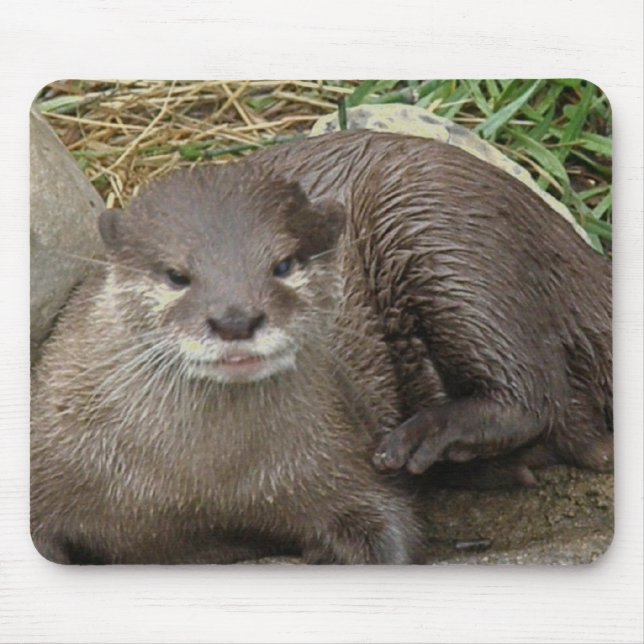 Tapis de souris de repos de loutre (Devant)
