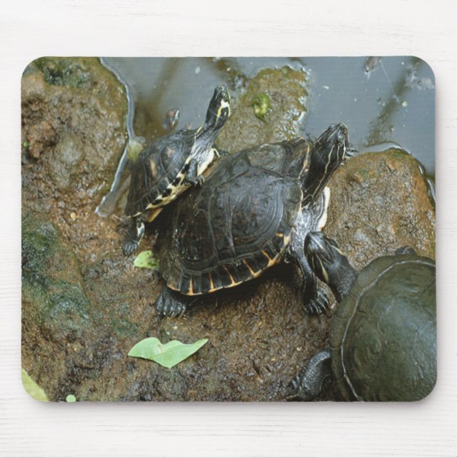 Tapis de souris de tortue (Devant)
