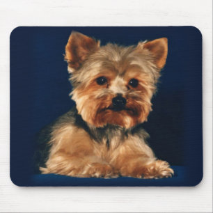 tapis de souris de yorkie
