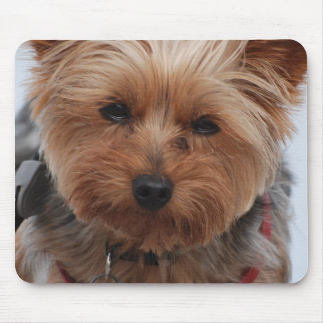 Tapis de souris de Yorkie (Devant)