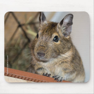 Tapis De Souris Degu mignon