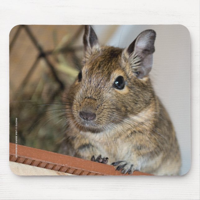 Tapis De Souris Degu mignon (Devant)