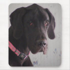 Délivrance de great dane