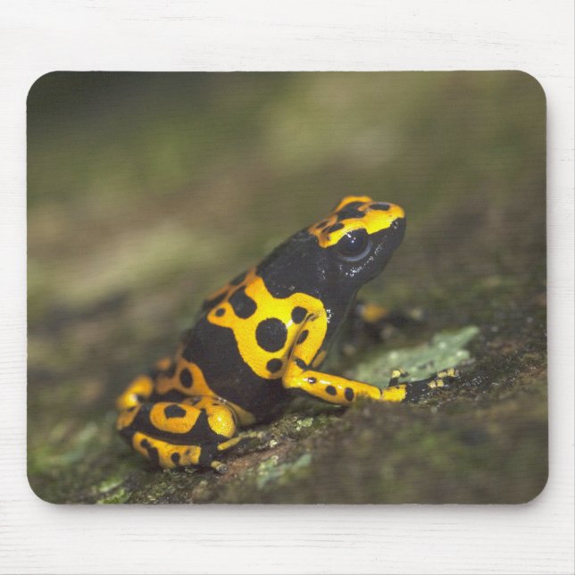 Tapis De Souris Dendrobates de grenouille à bandes jaunes (Devant)