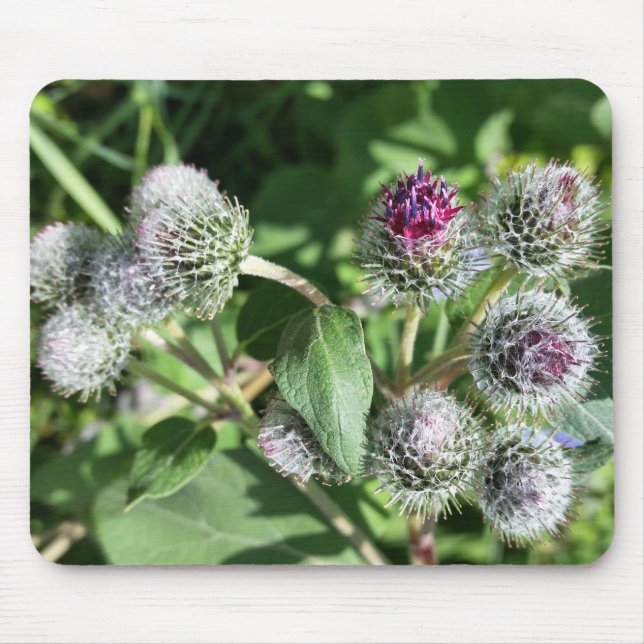 Tapis De Souris dentelle sur chardon (Devant)