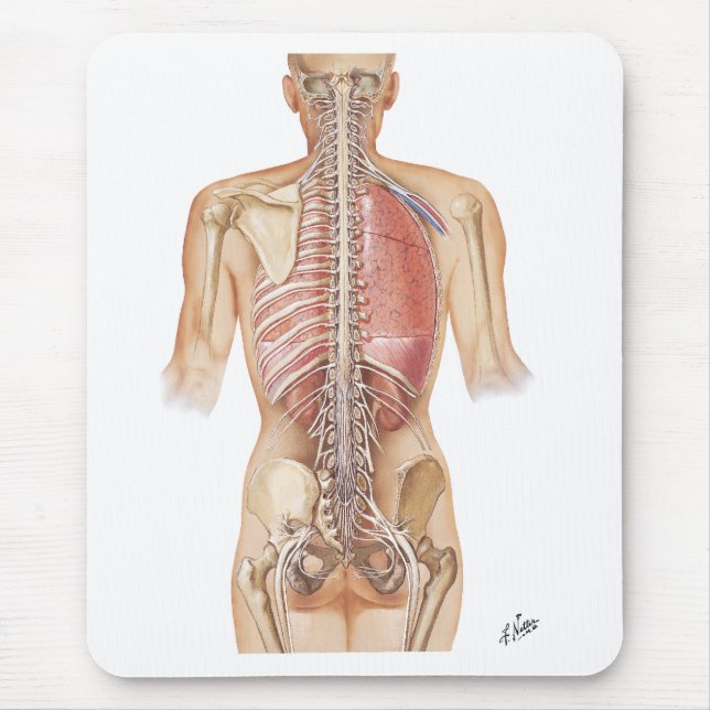 Tapis de souris d'épine de Netter (Devant)