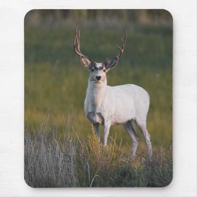 Tapis De Souris Des cerfs communs blancs plus doux 2 (Devant)
