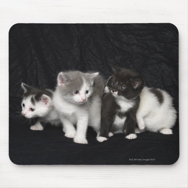 Tapis De Souris Des chatons dans un tir en studio (Devant)