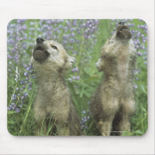 Tapis De Souris Des Chiots Loups hurlent dans la prairie