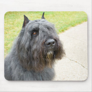 Tapis De Souris DES Flandres de Bouvier