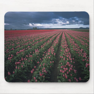 Tapis De Souris Des tulipes roses et rouges brillent sous un ciel 