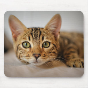 Tapis De Souris Design - Cute Kitten