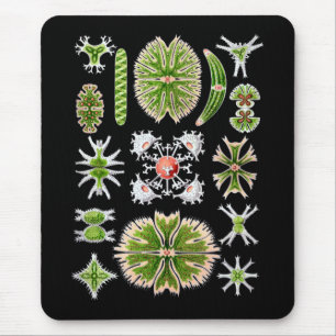Tapis De Souris Desmids