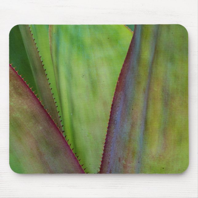 Tapis De Souris Détail de la plante d'Agave (Devant)