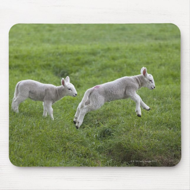 Tapis De Souris Deux agneaux (Devant)