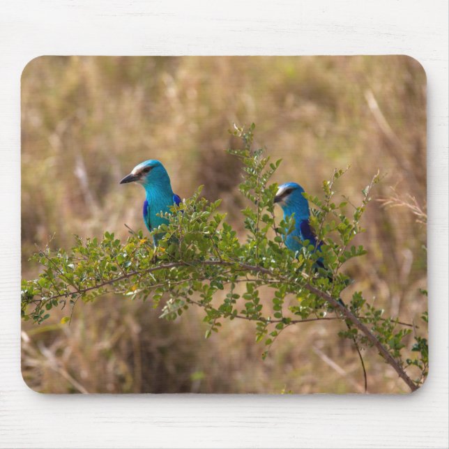 Tapis De Souris Deux Beaux Oiseaux Bleus sur une branche (Devant)
