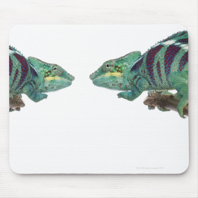 Tapis De Souris Deux Chameleons Panther Nosy Be (Furcifer) (Devant)