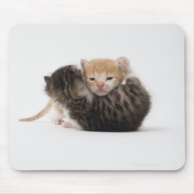 Tapis De Souris Deux chatons cajolent sur un arrière - plan blanc (Devant)