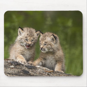 Tapis De Souris Deux Chatons Lynx (Lynx Canadensis) du Canada