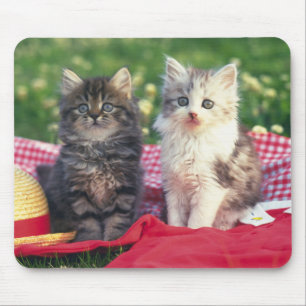 Tapis De Souris Deux chatons se reposant sur une couverture