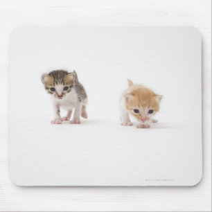 Tapis De Souris Deux chatons sur l'arrière - plan blanc
