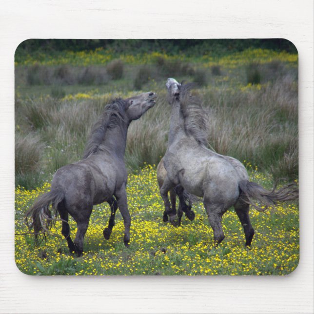 Tapis De Souris Deux chevaux ruent et jouent (Devant)