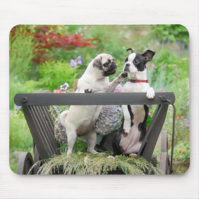 Tapis De Souris Deux chiens par chiot carlin et Boston Terrier dan (Devant)