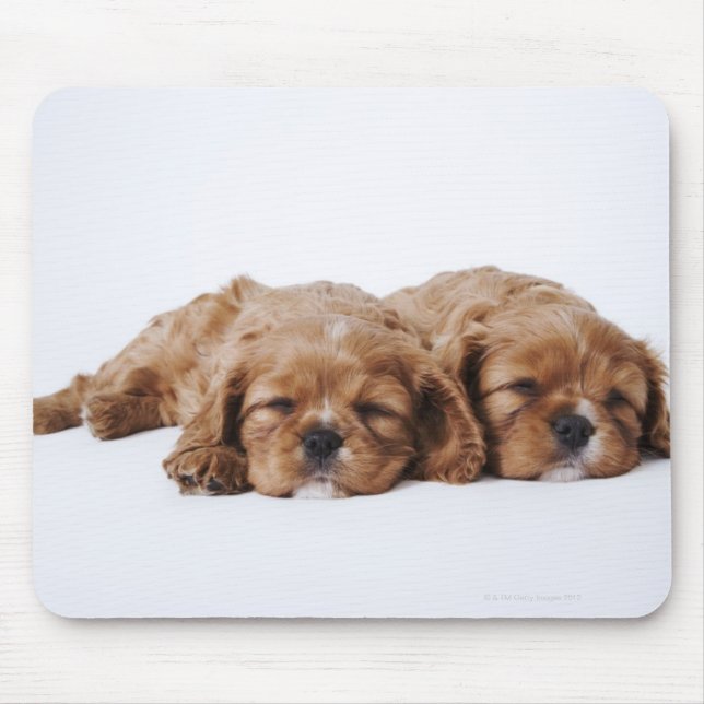 Tapis De Souris Deux chiots Cavalier King Charles Spaniel (Devant)