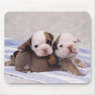 Tapis De Souris Deux chiots de bouledogue sur la serviette