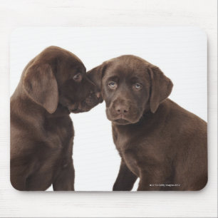 Tapis De Souris Deux chiots de labrador retriever de chocolat