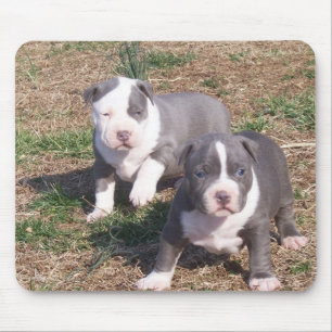 TAPIS DE SOURIS DEUX CHIOTS DE PITBULL