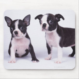 Tapis De Souris Deux chiots noirs et blancs