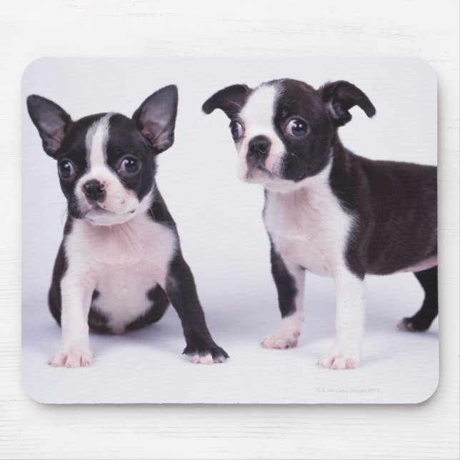 Tapis De Souris Deux chiots noirs et blancs (Devant)