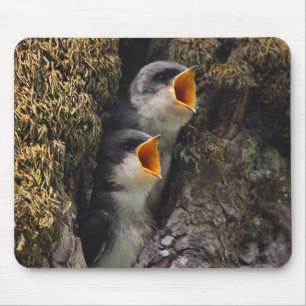 Tapis De Souris Deux hirondelles d'arbre de bébé