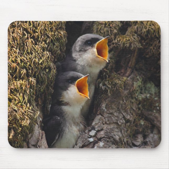 Tapis De Souris Deux hirondelles d'arbre de bébé (Devant)