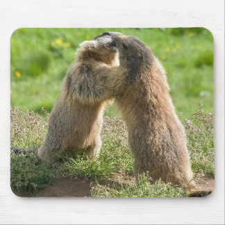 Tapis De Souris deux jeunes marmottes