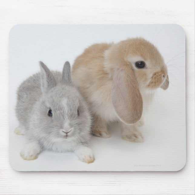 Tapis De Souris Deux lapins.Netherland Nwarf et Holland Lop. (Devant)