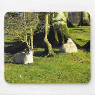 Tapis De Souris Deux moutons au repos