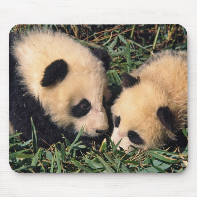 Tapis De Souris Deux oursons panda dans le buisson de bambou, Wolo (Devant)