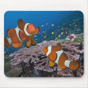 Tapis De Souris Deux poissons-clowns