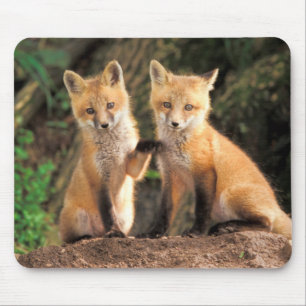 Tapis De Souris Deux renardeaux rouges devant leur tanière