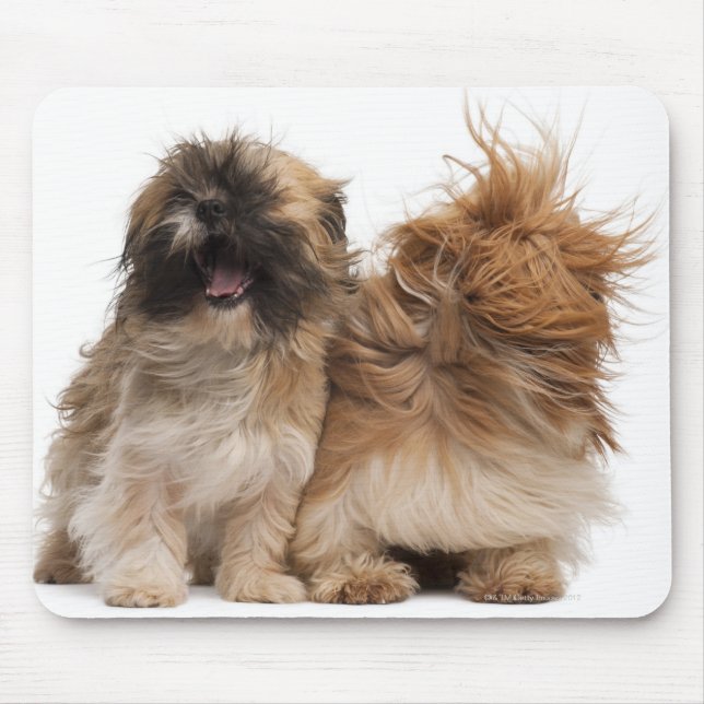 Tapis De Souris Deux Shih-Tzus au vent (Devant)