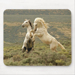 Tapis De Souris Deux Stallions sauvages combattent