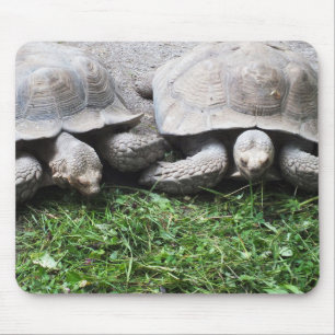 Tapis De Souris Deux tortues géantes