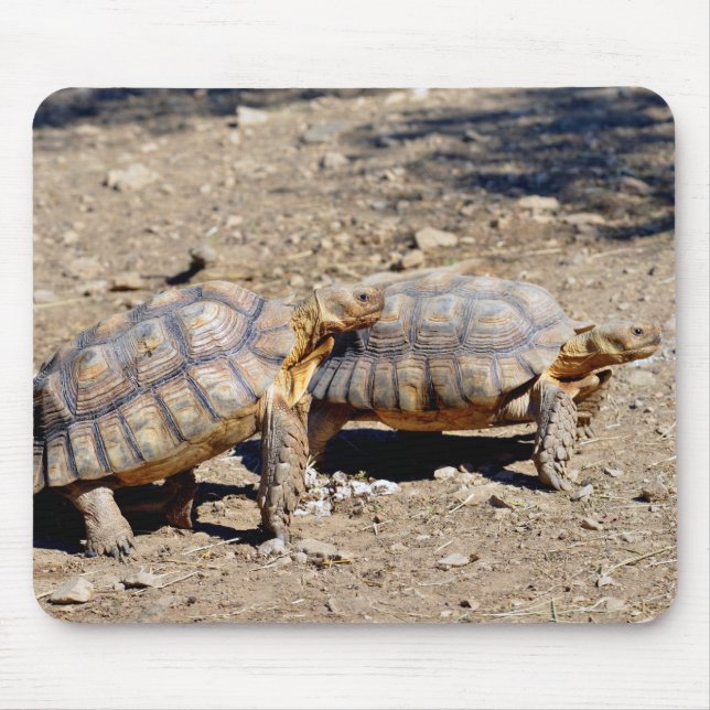Tapis De Souris Deux tortues sulcata marchant sur le sol (Devant)