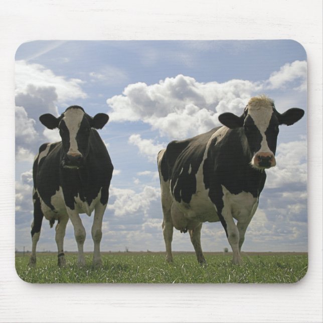 Tapis De Souris Deux vaches frisonnes (Devant)