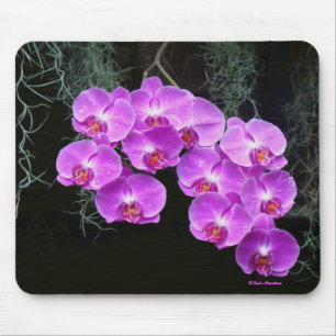 Tapis De Souris Dew-Kissed Orchids