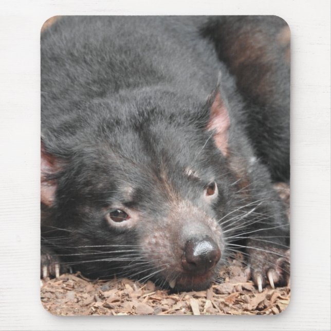 Tapis De Souris diable de Tasmanie (Devant)
