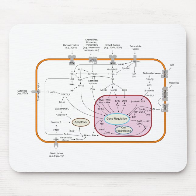 Tapis De Souris Diagramme des trajectoires de transduction des sig (Devant)